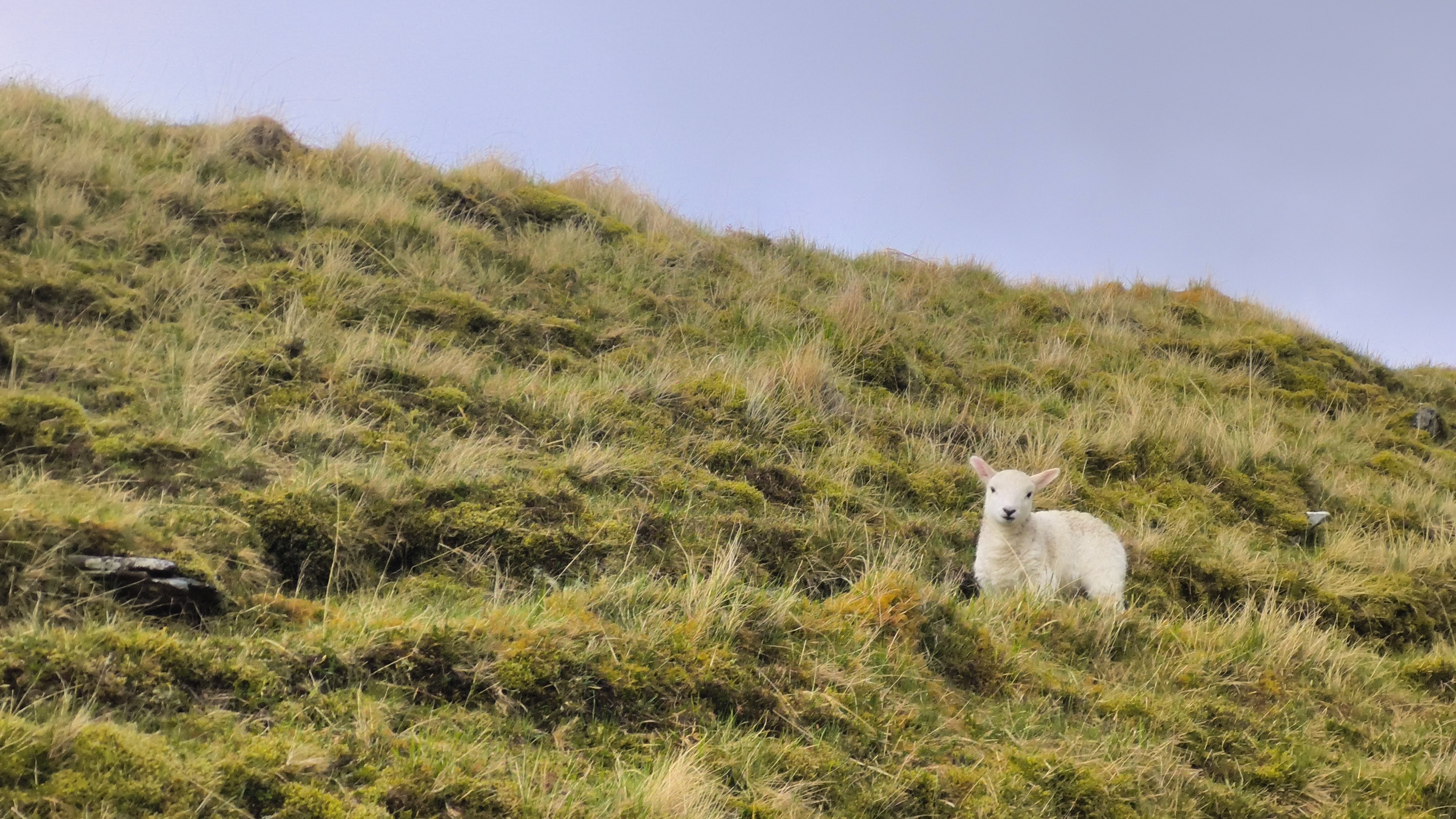 A white lamb on a steep Scottish hillside in Glen Nevis, covered in rough grass and moss, looking toward the camera, pale grey sky above